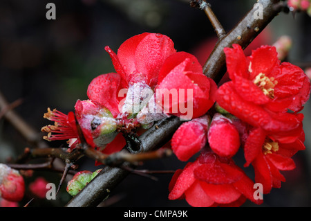 Chaenomeles X superba Quitte Blüte Frühling Closeup selektiven Fokus Pflanze Porträts rote Blumen Blüten Sträucher Frostschäden Stockfoto