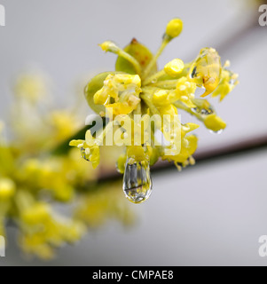 Cornus Mas Kornelkirsche Cherry Frühling Closeup selektiven Fokus gelbe sommergrüne Sträucher Bäume Blumen Blüte Blüten Stockfoto