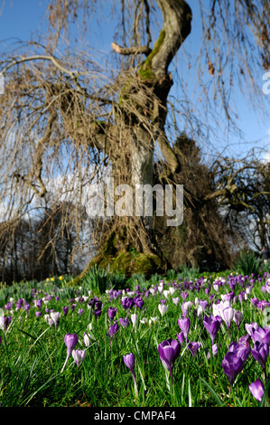 eingebürgerte Krokusblüten wächst wachsen Rasen gemischt blühende Farben lila weiße Frühling Krokusse unter Baum Voranbau Stockfoto