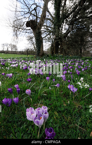 eingebürgerte Krokusblüten wächst wachsen Rasen gemischt blühende Farben lila weiße Frühling Krokusse unter Baum Voranbau Stockfoto