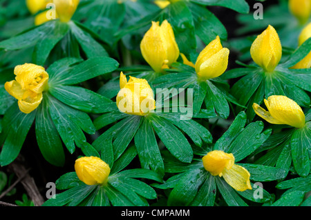 Eranthis Hyemalis Winter Aconites Aconitum, die gelbe Blüten eingebürgert verwildern Holz Wald Teppich Stockfoto