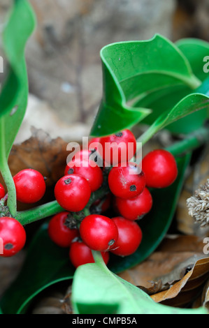 Leuchtend rote Stechpalme Beeren Ilex Aquifolium Hollies Weihnachten Saison saisonale Dekoration Stockfoto