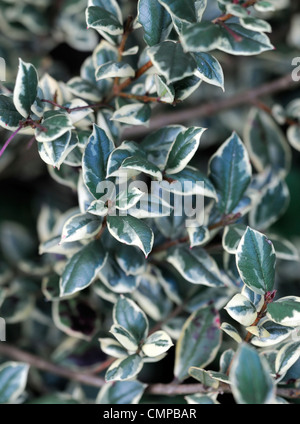 Luma Apiculata Glanleam gold Pflanzenportraits grün gelb bunte Blätter Laub immergrüne Sträucher Blatt Stockfoto