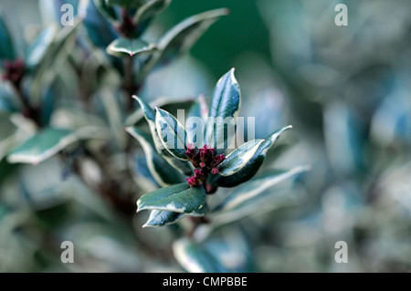 Luma Apiculata Glanleam gold Pflanzenportraits grün gelb bunte Blätter Laub immergrüne Sträucher Blatt Stockfoto