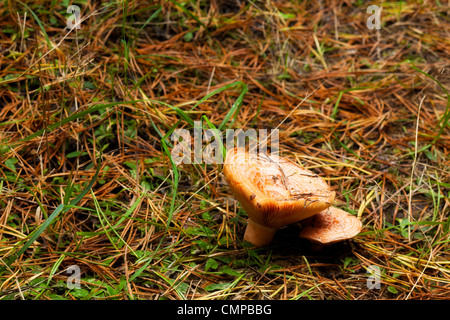 Orange Agaric Pilz nah oben schießen Stockfoto