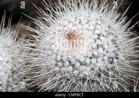 Mammillaria Geminispina Closeup selektiven Fokus Zimmerpflanzen Haus Pflanzen Kakteen Kaktus stachelige prickelt silbergrau weiß Stockfoto