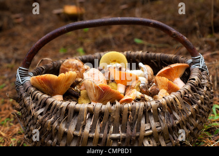 Korb mit Pilzen im Wald Stockfoto