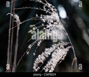 Miscanthus Sinensis Malepartus Herbst herbstliche Closeup beleuchtete weiße Creme Stauden Ziergräser Pflanzen Porträts Stockfoto