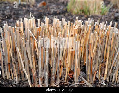 Miscanthus braunen Stängel schneiden wieder Frühjahr winterharte mehrjährige krautige Rasen architektonische strukturelle Ziergarten Gräser Stockfoto