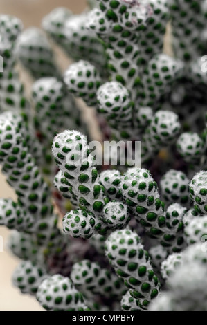 Ozothamnus Coralloides Agm Immergrün immergrüne Sträucher Pflanzen Porträts Closeup selektiven Fokus silbernes grauen Laub Blätter Stockfoto