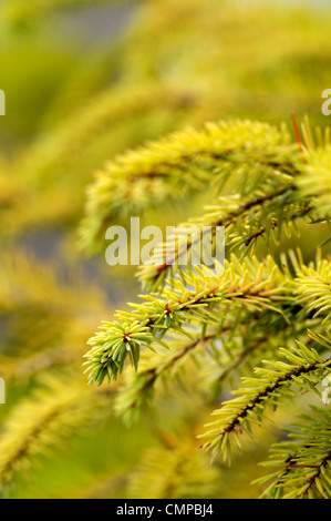 Pinus Sylvestris Aurea Scots Kiefer Kiefern gelb grüne Bäume Laub Pflanze Blättern Porträts Nadeln Closeup Nahaufnahme Nahaufnahmen Stockfoto