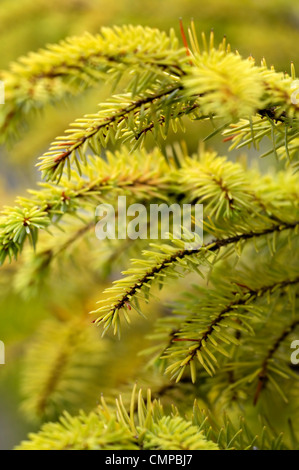 Pinus Sylvestris Aurea Scots Kiefer Kiefern gelb grüne Bäume Laub Pflanze Blättern Porträts Nadeln Closeup Nahaufnahme Nahaufnahmen Stockfoto