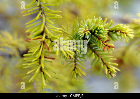 Pinus Sylvestris Aurea Scots Kiefer Kiefern gelb grüne Bäume Laub Pflanze Blättern Porträts Nadeln Closeup Nahaufnahme Nahaufnahmen Stockfoto