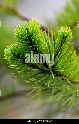 Pinus Contorta Bolanderi Medicino Ufer Pinien grün immergrüne Bäume Laub Blätter Pflanze Porträts Tannennadeln Stockfoto