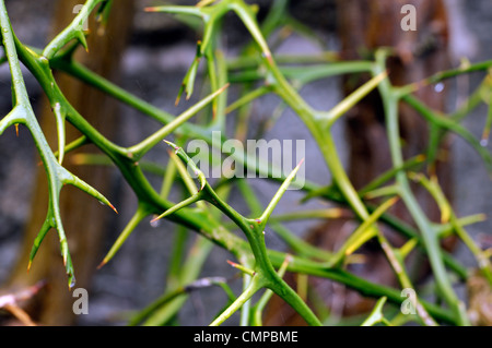 Poncirus Trifoliata japanische Bitterorange Closeup selektiven Fokus Bäume Zitrus Sträucher Stacheln Wirbelsäule stachelige Stockfoto