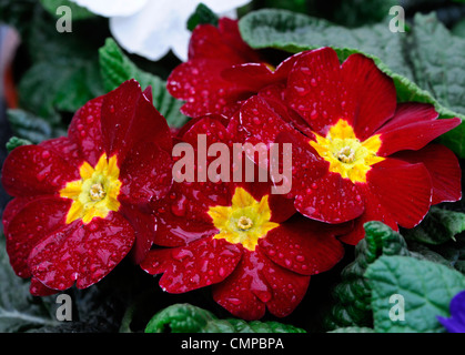 Primula Polyanthus Gruppe Hybrid Nahaufnahmen schließen USV-rote Blumen Blüte Blüten gelbe Blüten Auge Bettwäsche-Jahrbücher Stockfoto