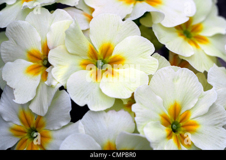 Primula Polyanthus Gruppe Hybrid Nahaufnahmen schließen USV-weiße Blumen Blüte Blüten gelbe Blüten Auge Bettwäsche-Jahrbücher Stockfoto