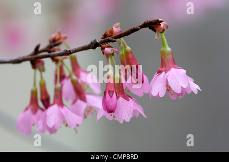 Prunus Incisa X campanulata Okame rosa Blumen Blüten Blüten Laub blühenden Kirschbaum Zierpflanze reichlich Stockfoto