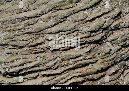 Verwitterter Fels Oberfläche - Shoreline SW von Looe, Mid-Cornwall. Konzept 'fallen auf steinigem Boden", Warnungen oder Hinweise ignoriert. etc. Internationale Rock Tag. Stockfoto