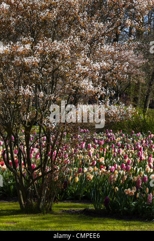 Frühling blüht in schönen Pastellfarben Stockfoto