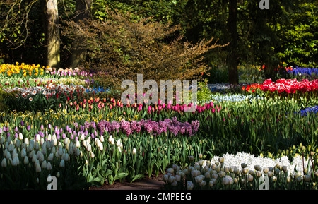 Bunte Tulpen, Narzissen und Hyazinthen blühen im Garten Stockfotografie