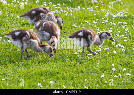 Nilgans Gänsel Beweidung in Abendsonne im Frühjahr Stockfoto