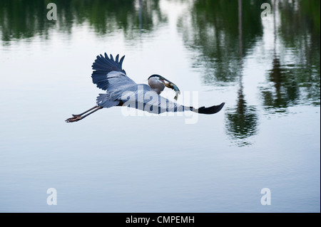 Great Blue Heron während des Fluges mit einem frisch gefangenen Fisch am Fluss Haines Creek Lake County Leesburg, Florida. Stockfoto