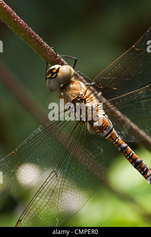 Libelle Aeshna Mixta oder Migrant Hawker ruht auf Flowerstalk - vertikal Stockfoto