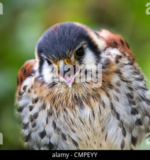 American Kestrel oder Sperber schreien - quadratisches Bild Stockfoto