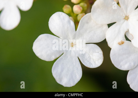 Reinweiße Blüten der Snowball Baum (Viburnum Opulus), auch bekannt als Guelder Rose, Wasser Elder, Europäische Cranberrybush oder Krampf Stockfoto