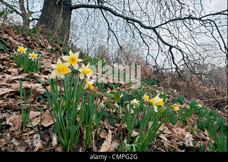 wilde Narzissen Narcissus Pseudonarcissus Ssp; Kann Hügel; Stockfoto