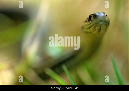 Garter Snake Rutschen rutschen durch Rasen Stockfoto