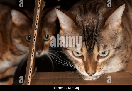 Bengal Kätzchen suchen Nahrung und einen Karton mit zweite Katze hinter seinen Kopf durchsetzen Stockfoto