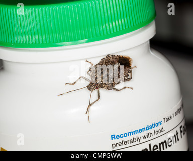 Makroaufnahme von Stink Bug auf einer Flasche Vitamine oder Nahrungsergänzungsmittel Stockfoto