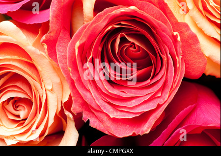 Rot, gelbe und rosa Rosen gebündelt zusammen schließen- Stockfoto