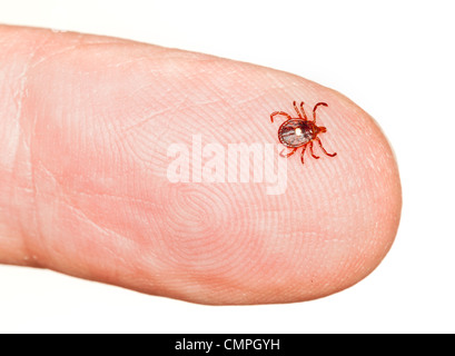 Nahaufnahme von lone Star oder Samen Tick (Amblyomma Americanum) auf einem Finger isoliert auf weiss Stockfoto