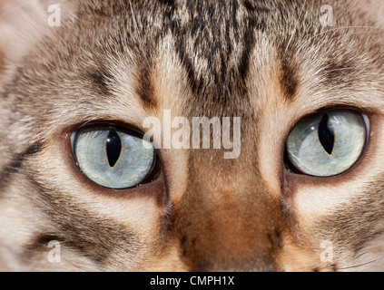 Katzenaugen in die Kamera schaut hautnah Stockfoto