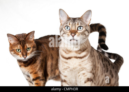 Bengal-Katze starrte direkt in die Kamera mit einem anderen im Hintergrund Stockfoto