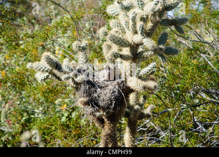Mourning Dove nisten in einem Cholla Kaktus Stockfoto