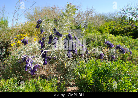 Texas-Berg-Lorbeer in voller Blüte Stockfoto