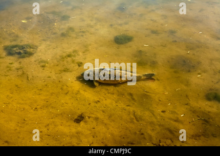 Große Karpfen Art in einem Kanal Stockfoto