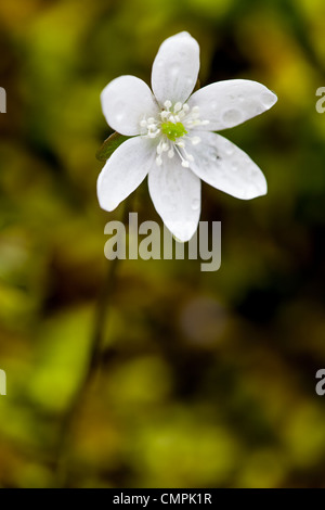 Sharp-gelappt Leberblümchen (Hepatica Nobilis Acuta) ist eine Wildblume, der im März oder April blüht.  Es hat 5-12 Blütenblätter und möglicherweise bis violett in der Farbe weiß.  Die Blätter sind auf einem behaarten Stiel mit 3 etwa Ei geformte Lappen mit Spitzen. Stockfoto