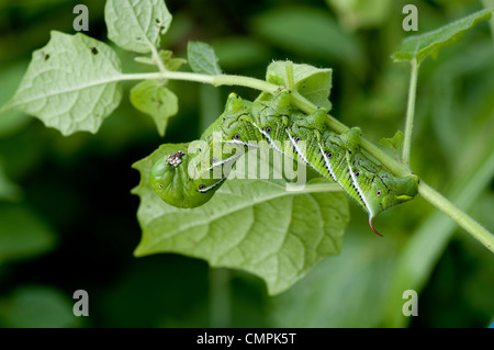 Tabak Hornworm, Carolina Sphinx Motte, späten Instar, Manduca sexta Stockfoto