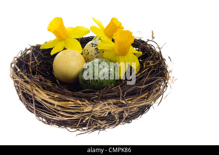 Narzissen und gefärbten Ostereier in einem Vogelnest Stockfoto