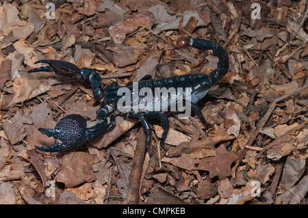 Kaiser-Skorpion, trächtige Weibchen, Pandinus imperator Stockfoto