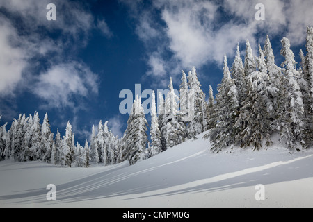 Schnee und Bäumen auf Mazama Ridge in Mount Rainier Nationalpark im winter Stockfoto