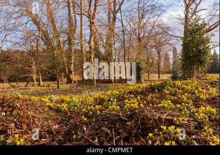 Eine Mischung aus Schneeglöckchen (Galanthus) und Winter Aconitum (Eranthis Hyemalis) im Vereinigten Königreich Stockfoto