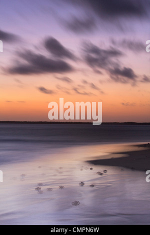Geisterkrabben in der Abenddämmerung am Kizingo Strand, Insel Lamu, Kenia, Ostafrika, Afrika Stockfoto