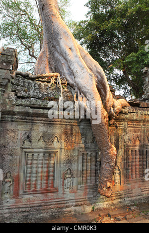 Baum wächst unter den Ruinen von Banteay Kdei im alten Königreich Angkor, einer UNESCO-Weltkulturerbe. Siem Reap, Kambodscha Stockfoto