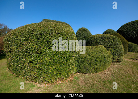 Formschnitt beschnittenen Hecken im Garten Stockfoto